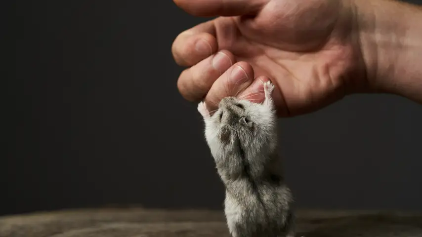 A small grey hamster standing on its legs and biting somebody's hand