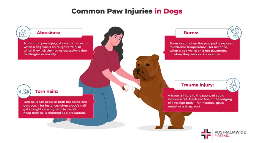 Infographic on how to treat paw injuries in dogs