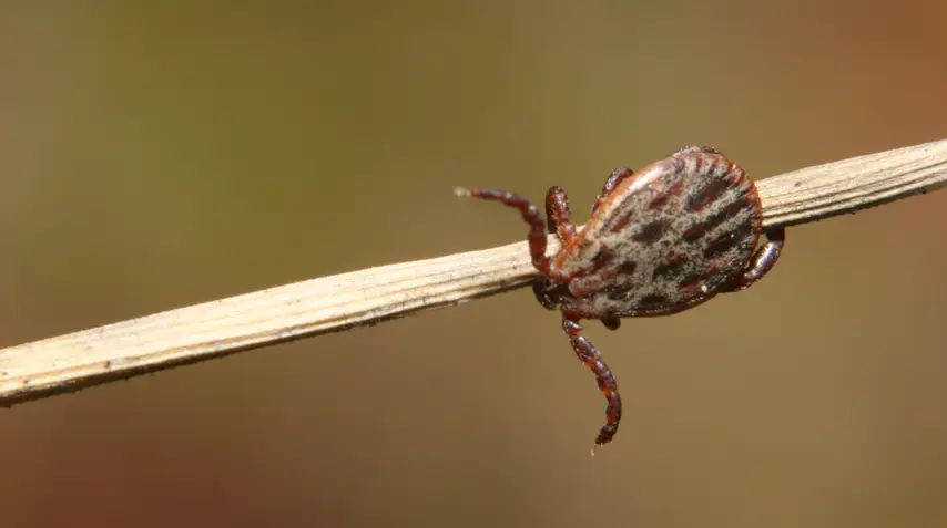 Paralysis tick found in temperate, wooded and grassy areas